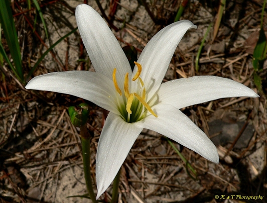 {Zephyranthes simpsonii}